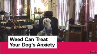 A dogs journey to treating anxiety with CBD oil and coming off prozac