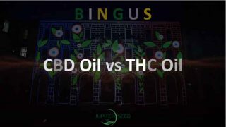 A look at the differences between CBD Oil vs THC Oil Medical Cannabis