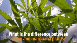 the difference between hemp marijuana and cannabis