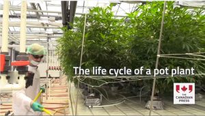 the life cycle of cannabis